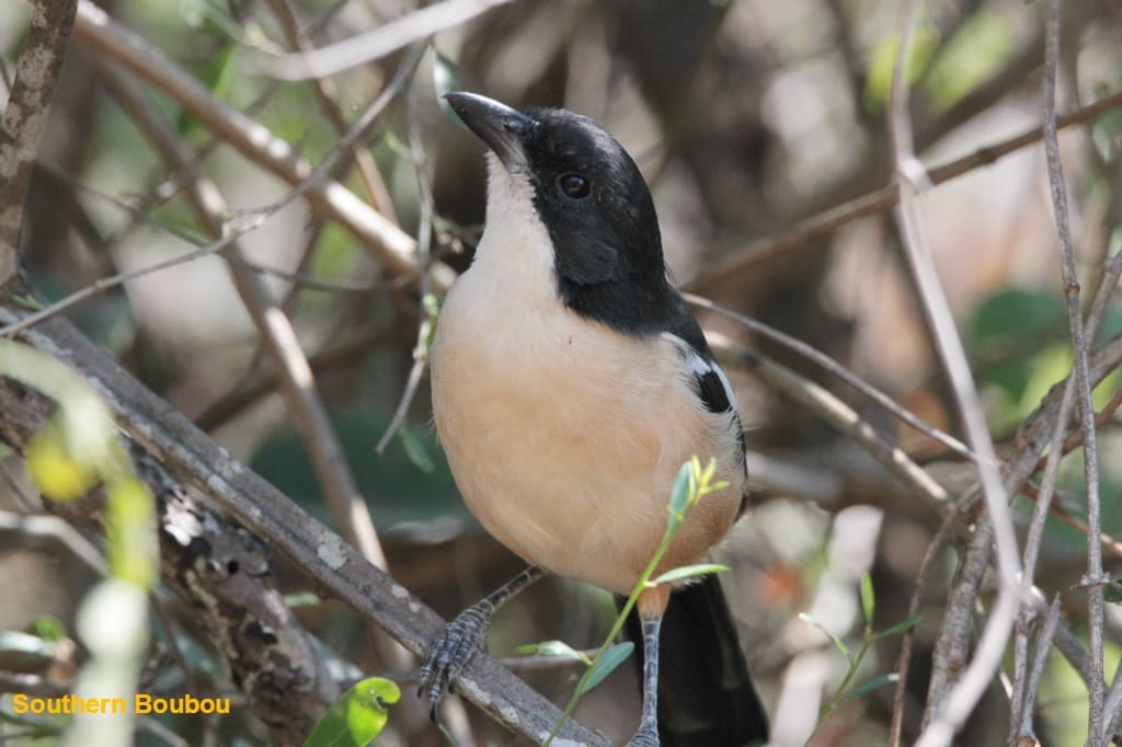 Southern Boubou