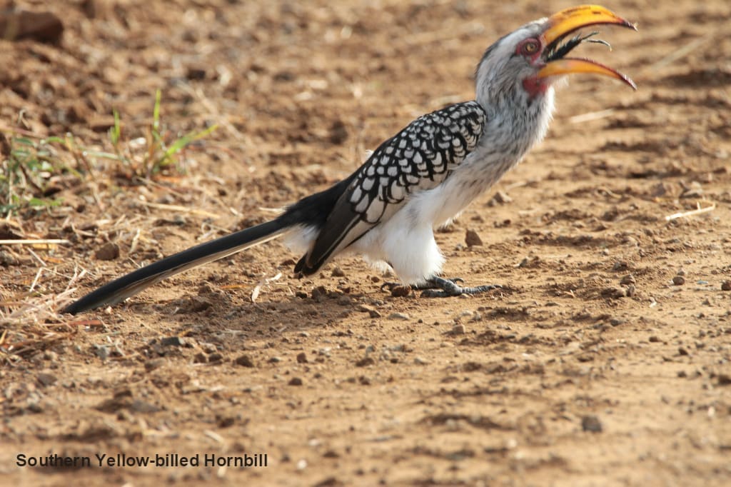 Southern Yellow-Billed Hornbill