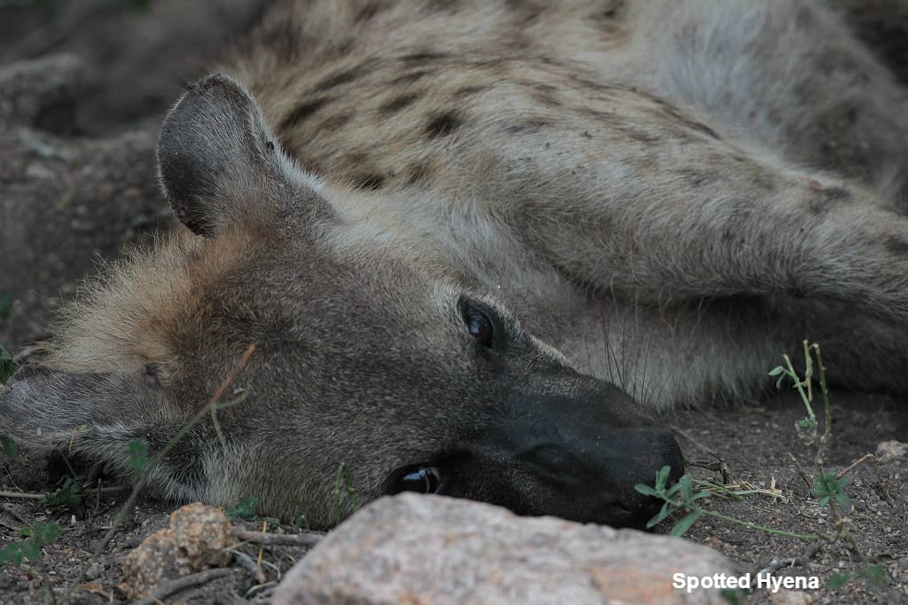 Spotted Hyena