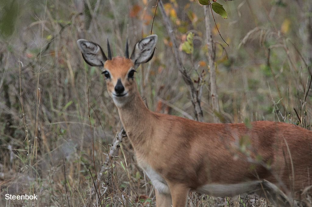 Steenbok