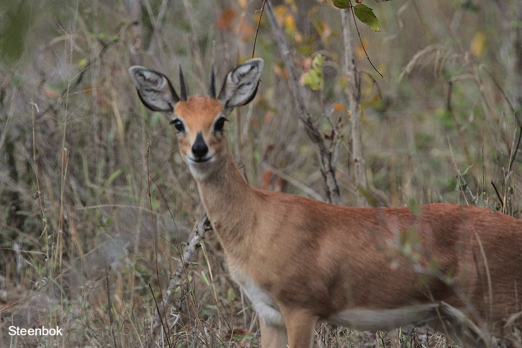 Steenbok