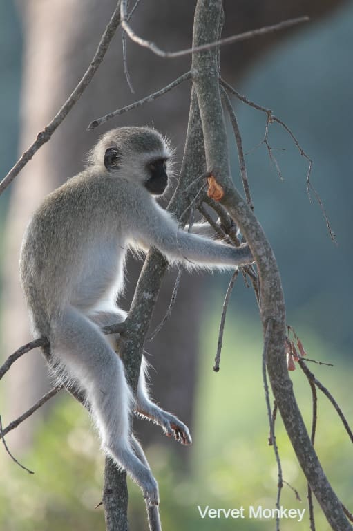 Vervet Monkey