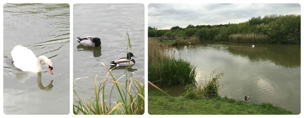 swansaga-composite002