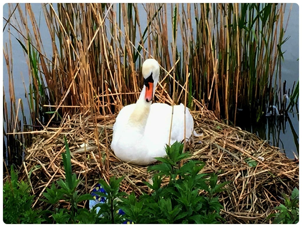 swansaga-composite003