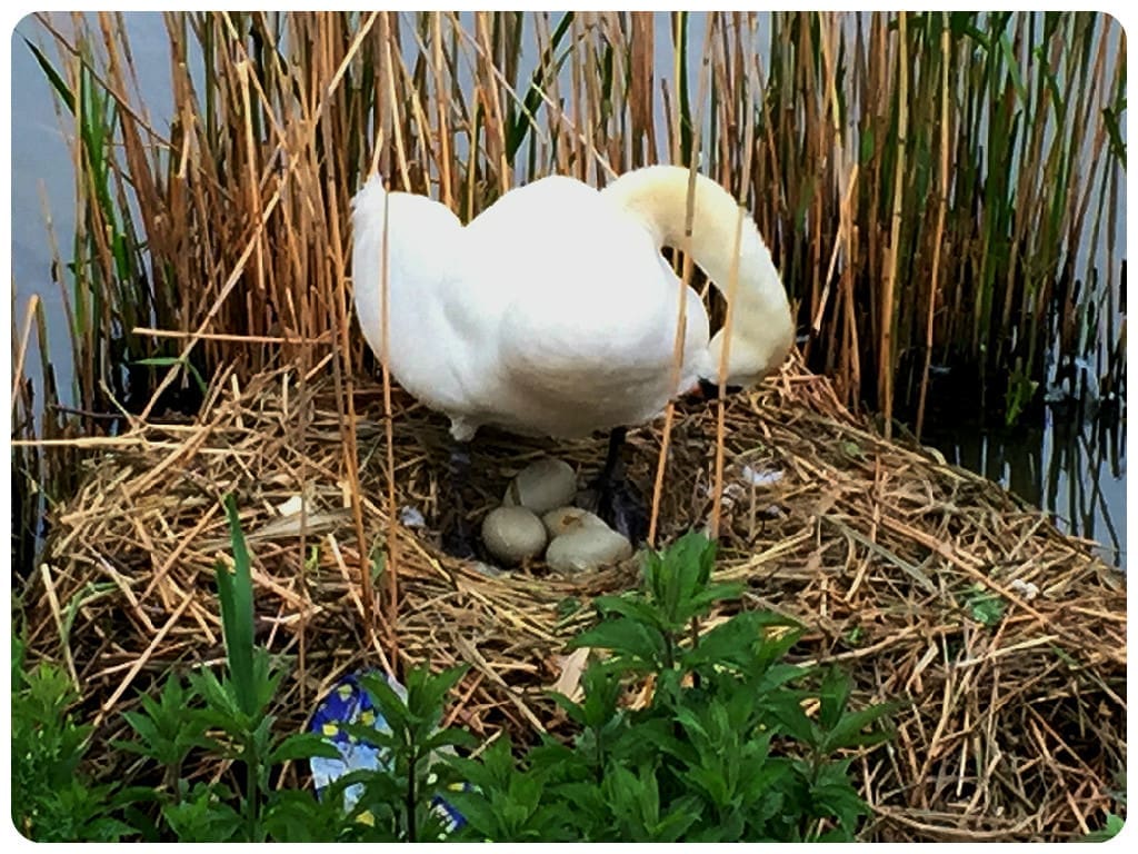 swansaga-composite004