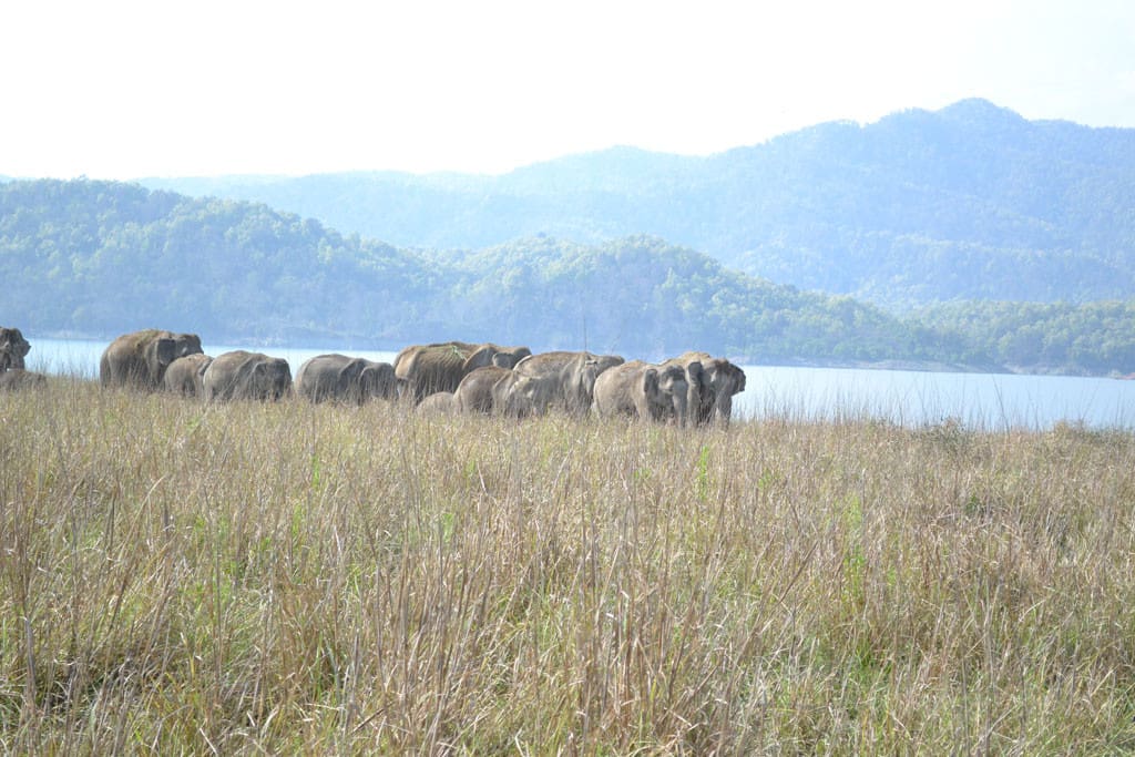 Elephant herd returning from the river bank
