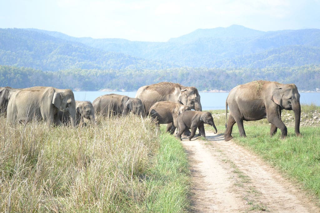 Elephants crossing the jeep track