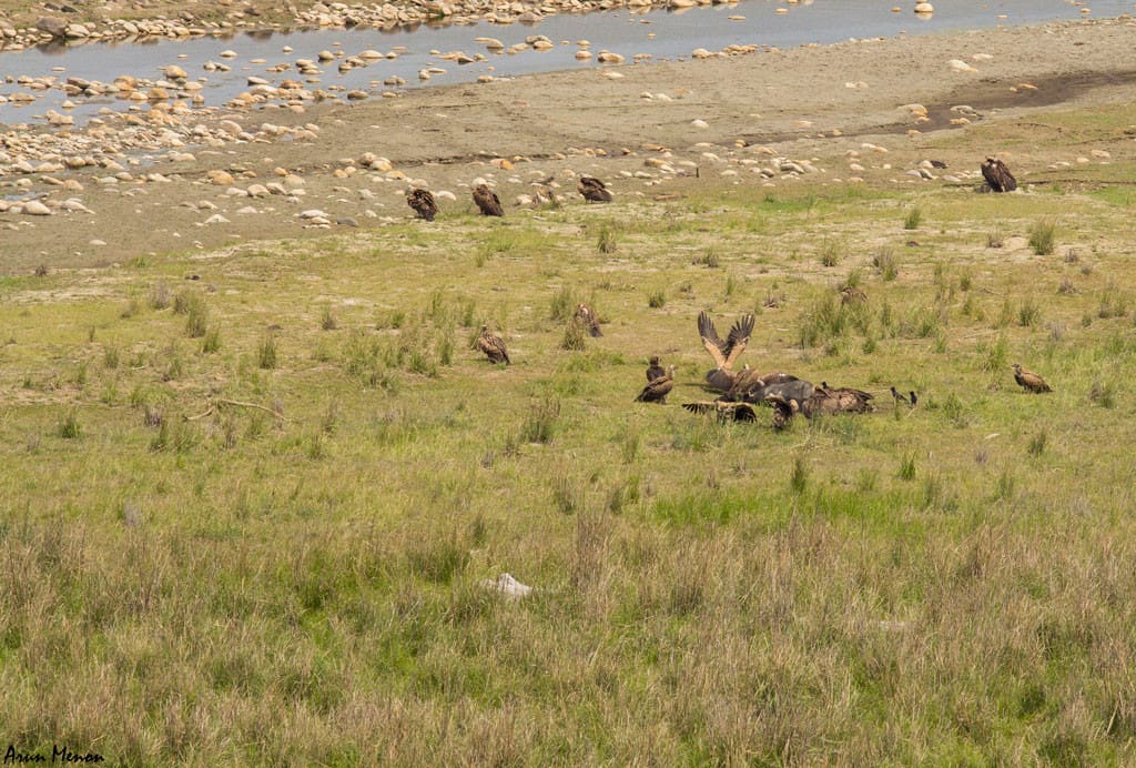 Vultures at a buffalo kill