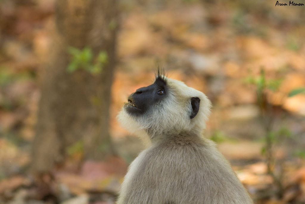 Langur - lost in thought