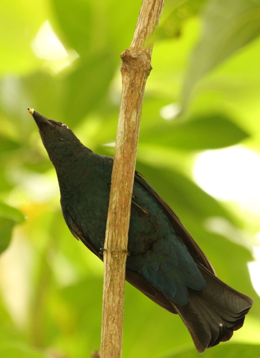 On Havelock, Andamans I had more Fairy Bluebird sightings than I have ever on the Indian peninsula