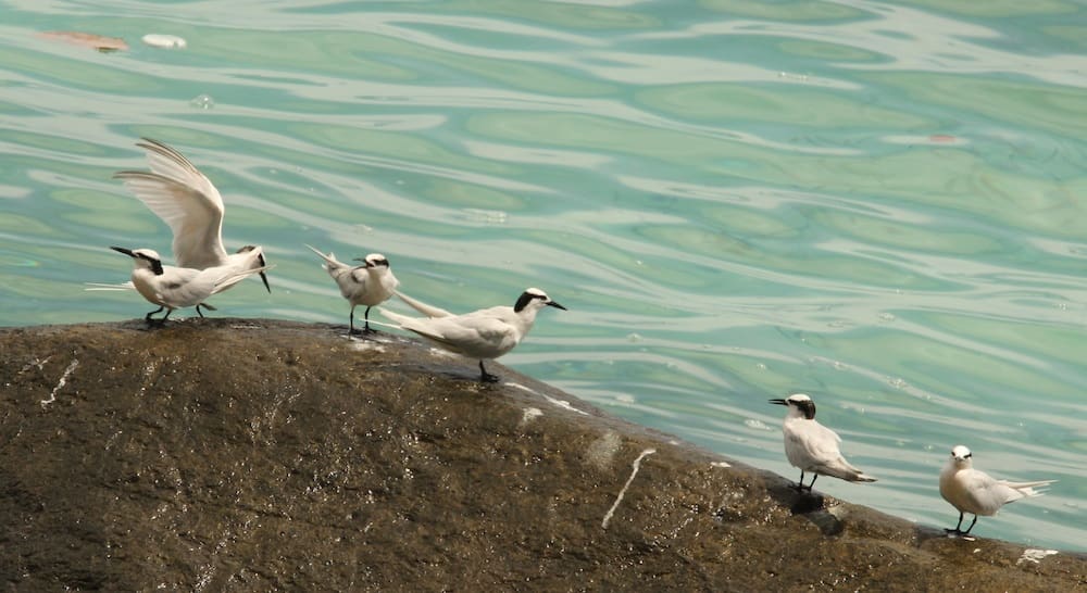 Black Naped Terns on the way to Kalapatthar Beach