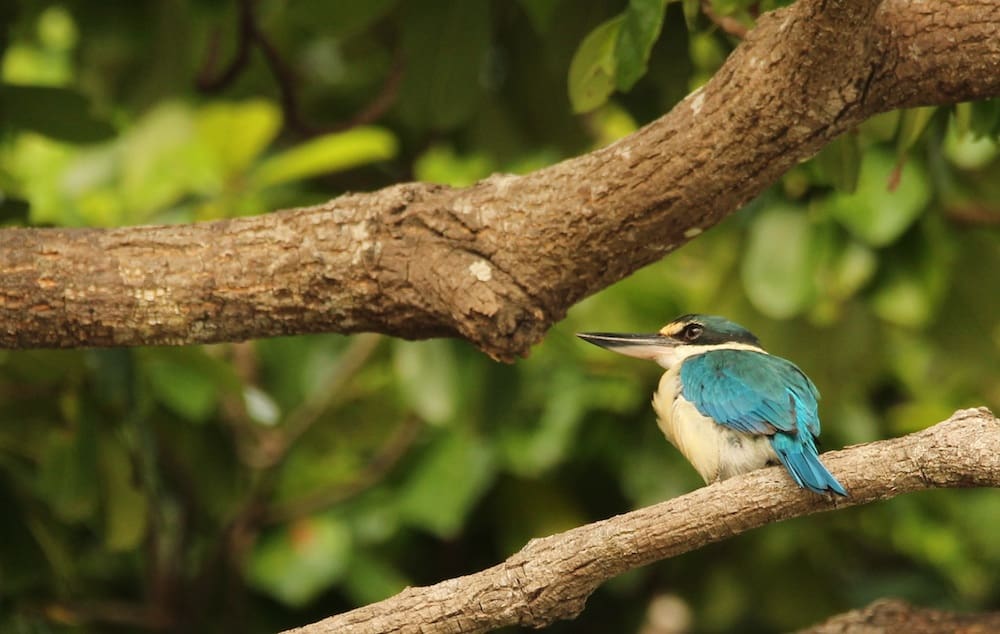 A Collared Kingfisher from a vantage
