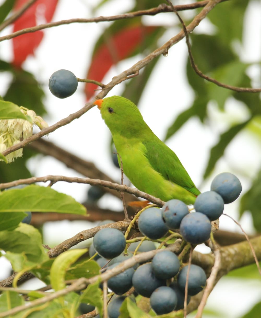 Blue berries on the menu for this Vernal Hanging Parrot