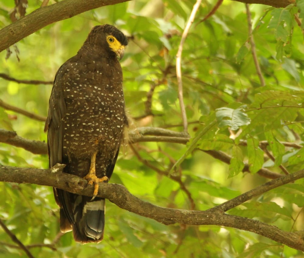 An Andaman Serpent Eagle, looking for anything that slithers
