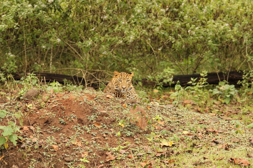 For an untrained eye It would have been easy to miss this leopard