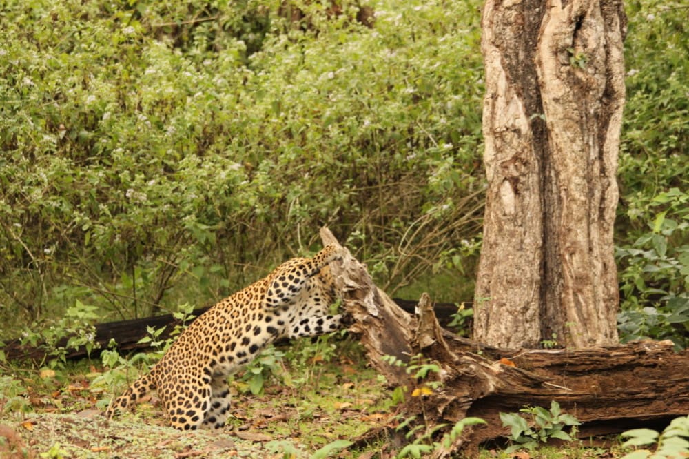 The leopard displayed a behavior of biting the wood from a fallen tree