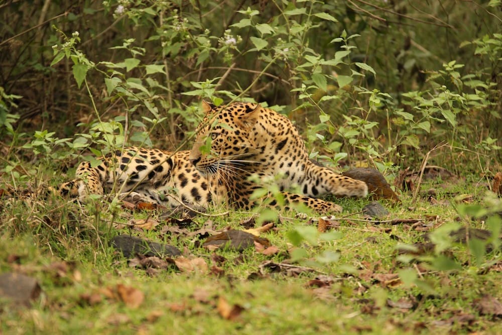 The leopard while in a playful mood displayed moments of alertness