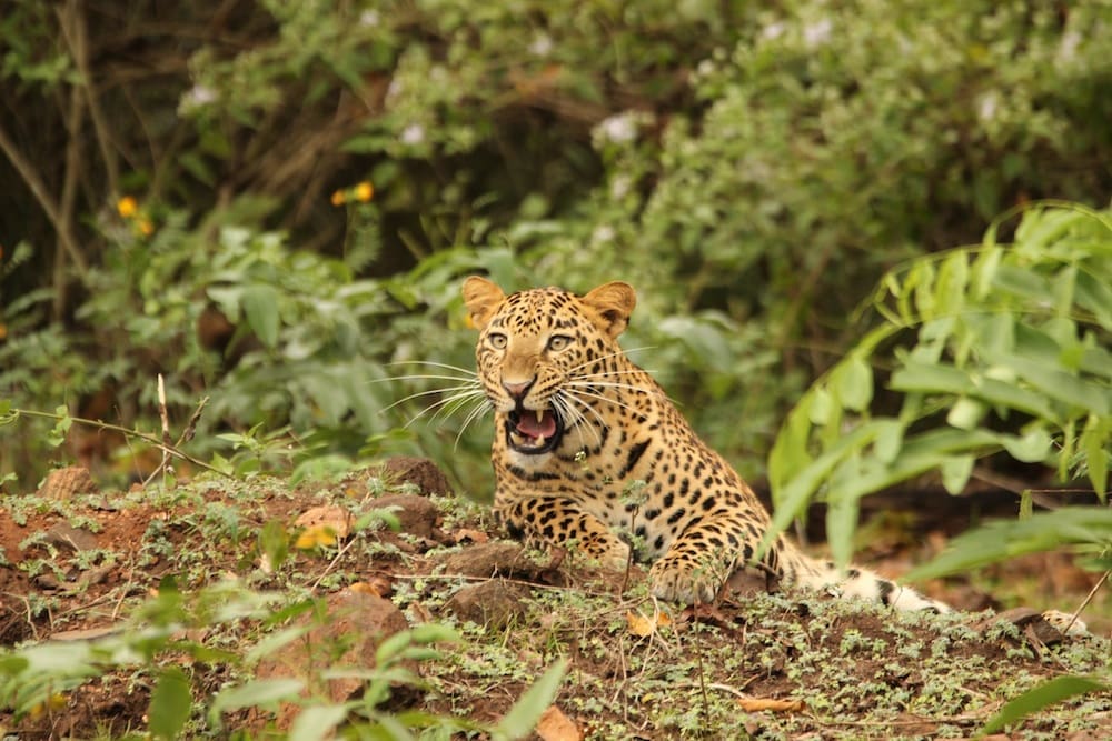 This was a yawn from the leopard and not a snarl