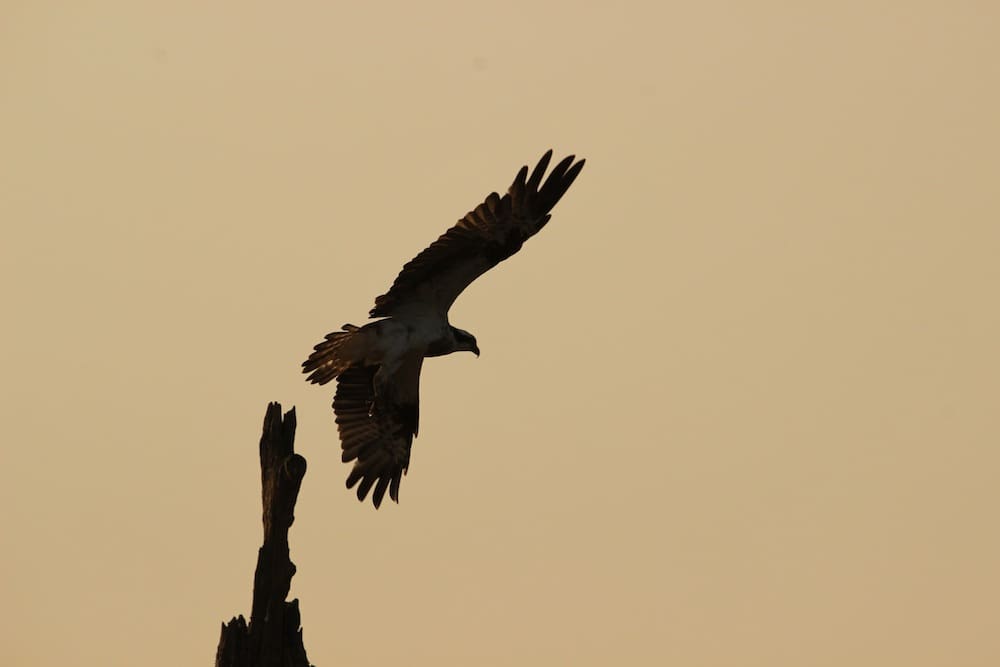 An Osprey takes off