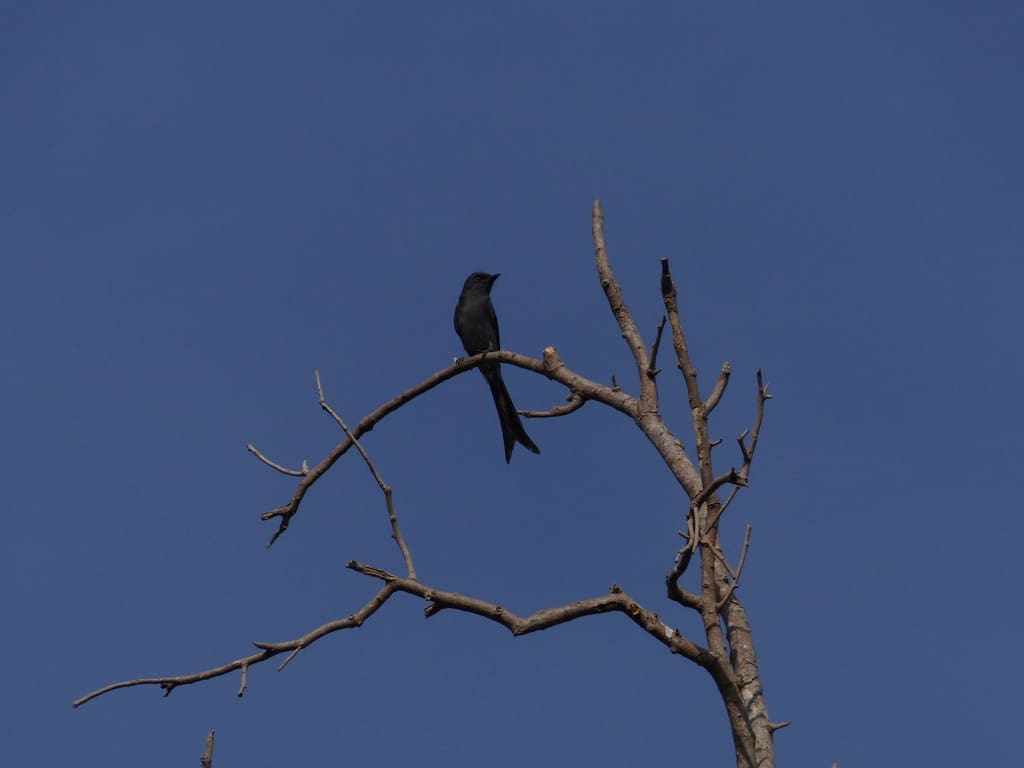 An Ashy Drongo sets itself apart from the Black Drongos