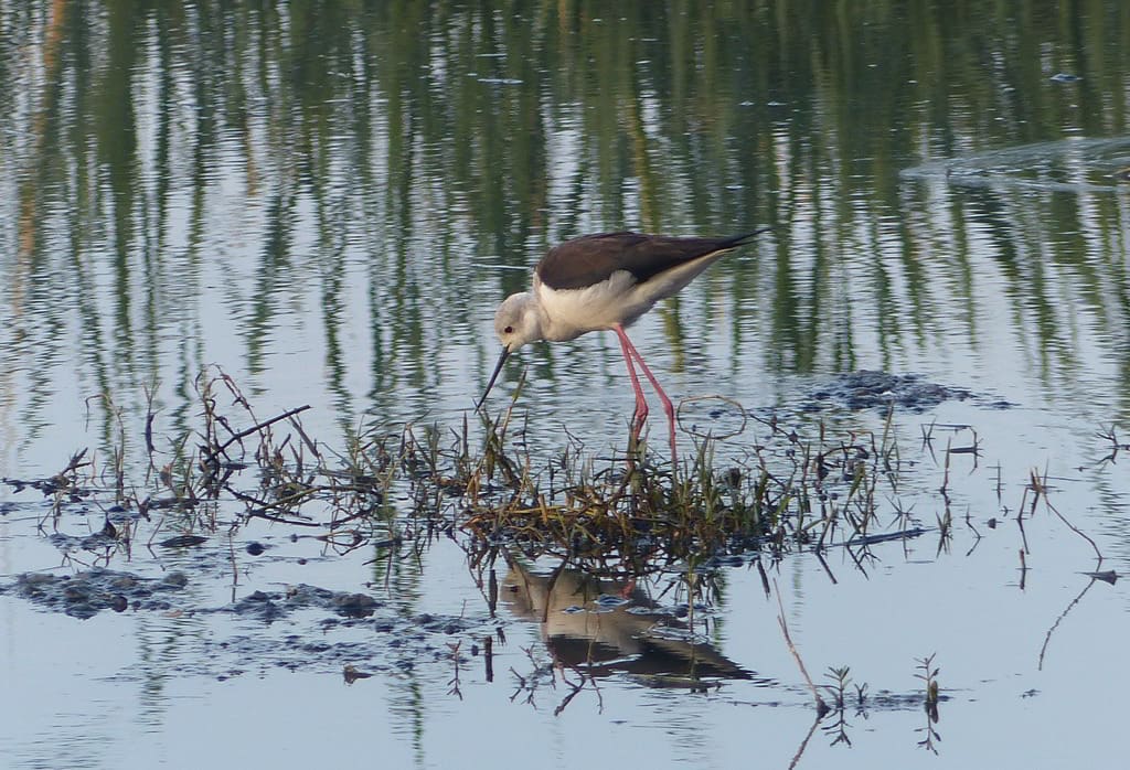 A Black-winged Stilt forages in the swamp