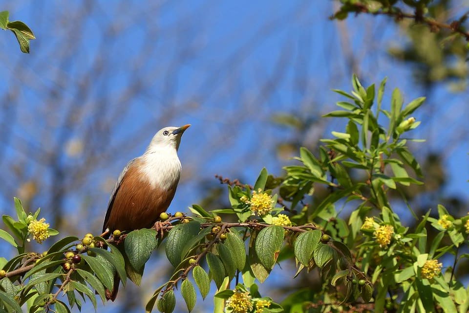 A Blyth's Starling feeding on fruit