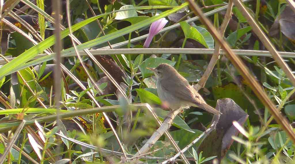 Blyth's Reed-Warblers were the most numerous of the wintering warblers