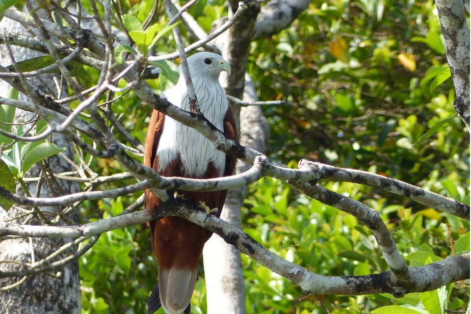 Brahminy Kite