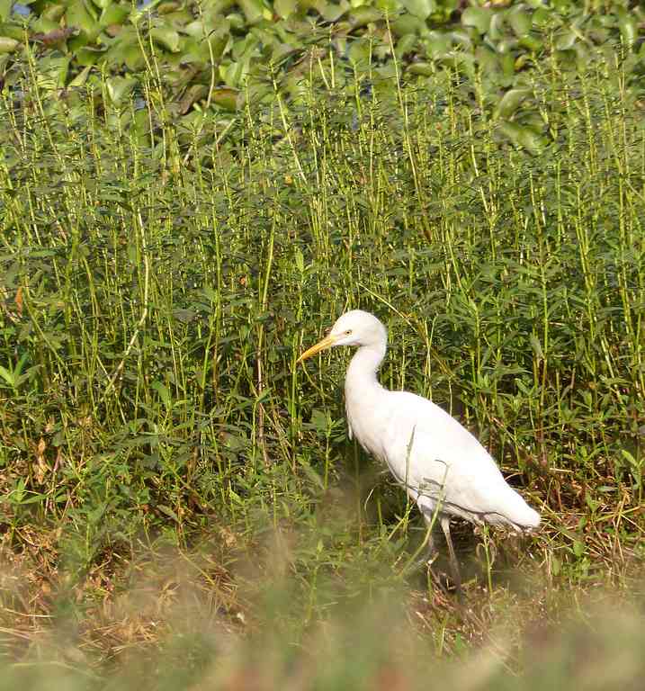 A Cattle Egret forages in unusual solitude