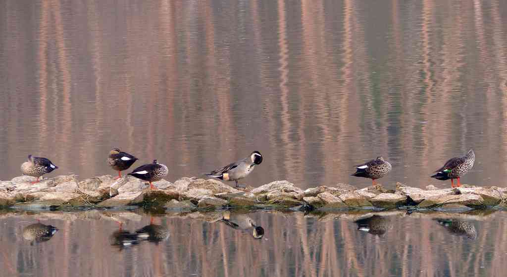 Indian Spot-billed Ducks and a single Northern Pintail drake (centre) at Kaikondrahalli Lake