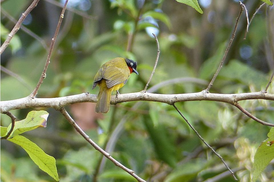 A Flame-throated Bulbul