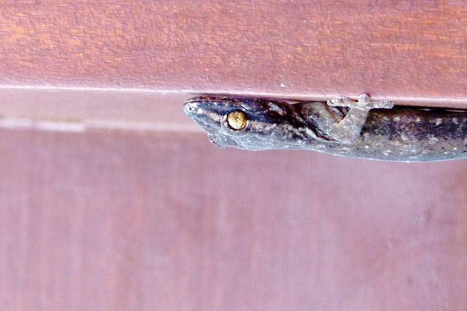 The hypnotic eyes of the gecko