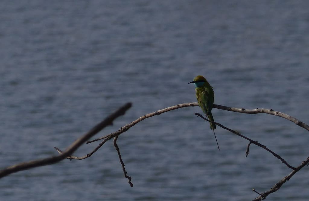 A Green Bee-eater arrived late in the morning