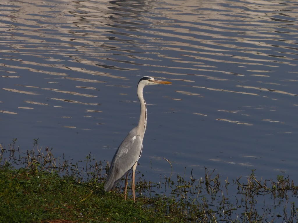 There are plenty of Grey Herons in Kaikondrahalli