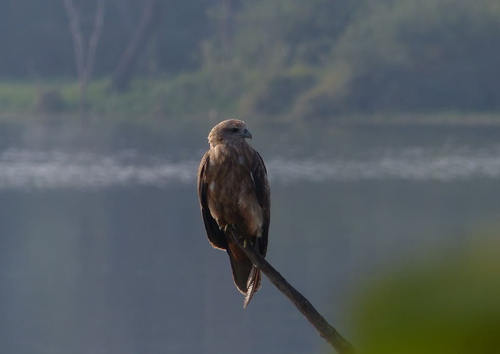This immature Brahminy Kite is just getting its true colours