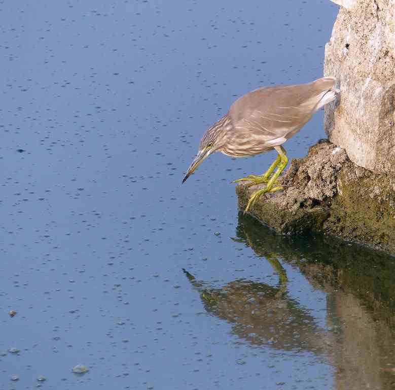 An Indian Pond-Heron looks for a snack