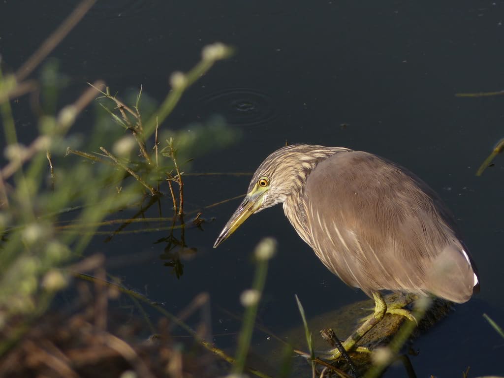 An alert Indian Pond Heron prospects for breakfast