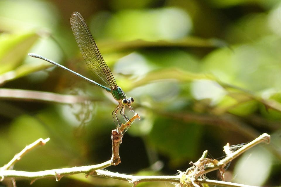 Clear-winged Forest Glory