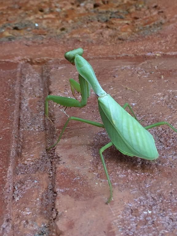 Mantis-01