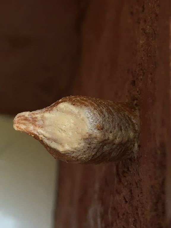 The ootheca (egg case) of a Praying Mantis