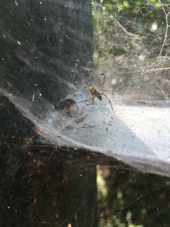 A funnel-web spider