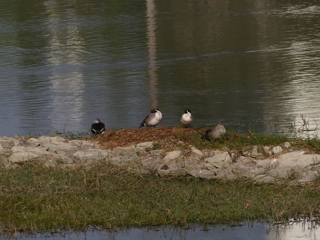 Northern Pintails in a sleepover with Spot-billed Ducks