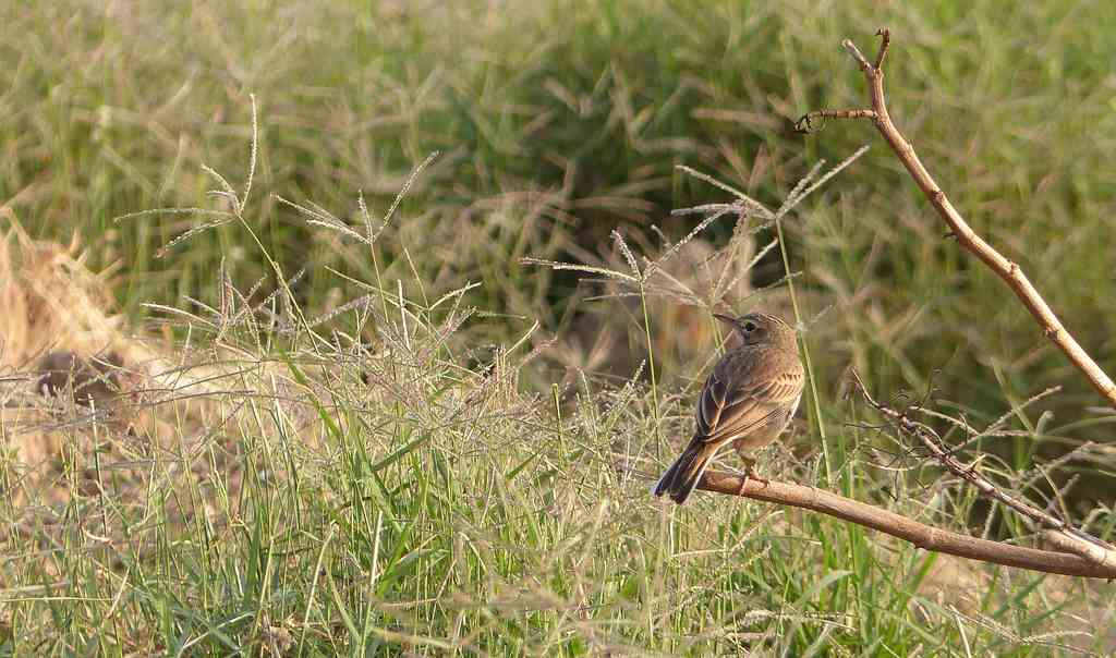 Great Backyard Bird Count - Paddyfield Pipit