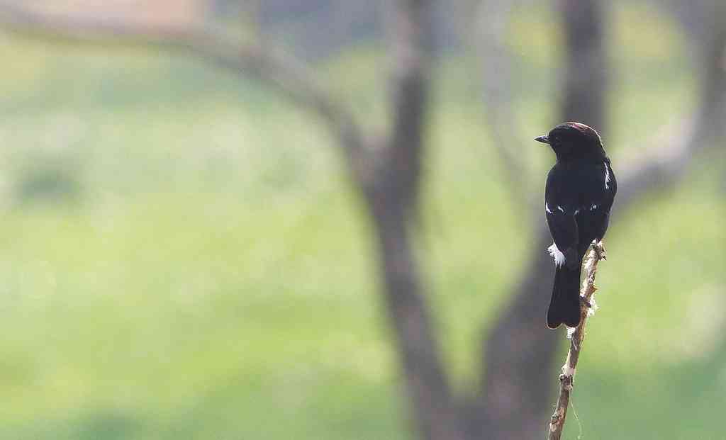 A Pied Bushchat claims his throne