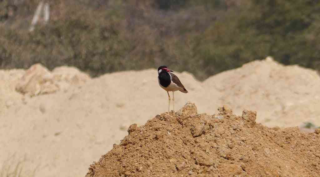 A Red-wattled Lapwing laments the loss of its wetland