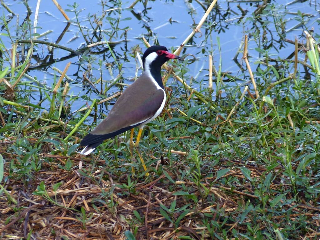 A Red-wattled Lapwing waits to shriek an alarm