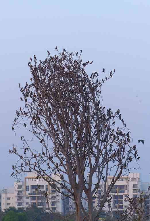 Rosy Starlings occupy all the seats on this burdened tree