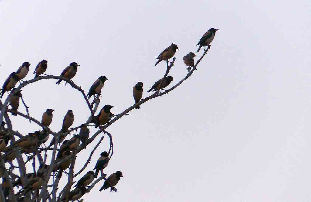 Branches creak under the sheer weight of these tiny birds