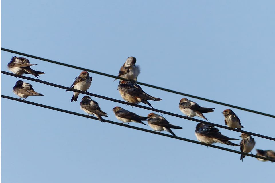 Streak-throated Swallows at rest