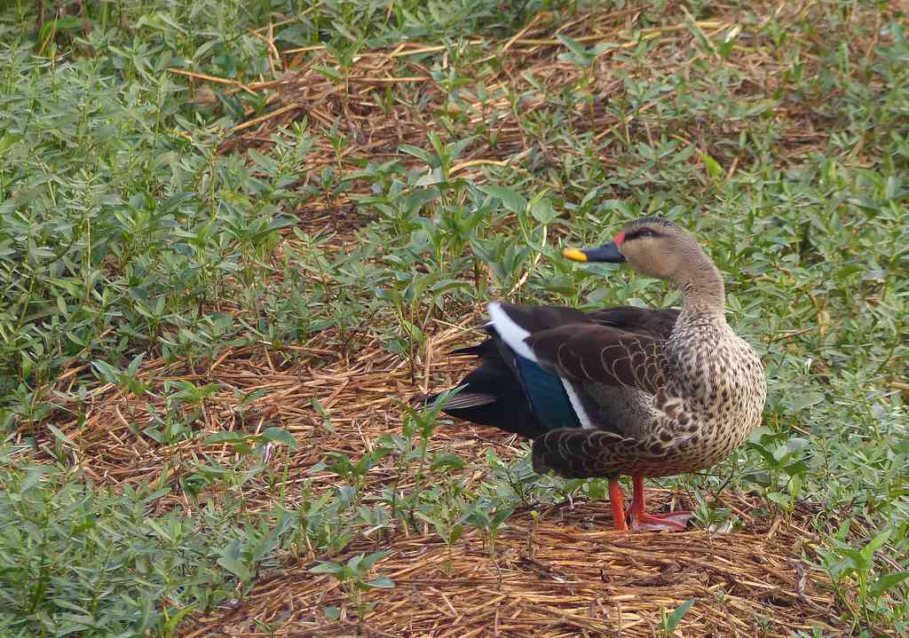 This Spot-billed Duck had no plans to enter the water